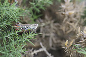 Grasshopper (Chorthippus binotatus) on a gorse, Cliff of Champeaux, Normandy, France