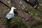 Herring Gull (Larus argentatus) on a red rock, Atlantic Coast, Europe