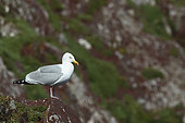 Herring Gull (Larus argentatus) on a red rock on a cliff bottom, Atlantic Coast, Europe