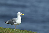 Herring Gull (Larus argentatus) on sea bottom, Atlantic Coast, Europe