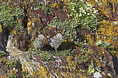 Herring Gull (Larus argentatus) chicks on cliff, Atlantic Coast, Europe