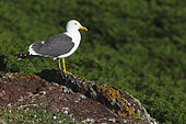 Baltic Gull (Larus fuscus) on rock, Atlantic Coast, Europe