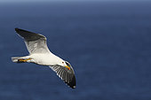 Baltic Gull (Larus fuscus) in flight on sea background, Atlantic Coast, Europe