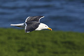 Baltic Gull (Larus fuscus) in flight on sea background, Atlantic Coast, Europe