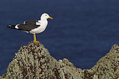 Baltic Gull (Larus fuscus) on rock, Atlantic Coast, Europe
