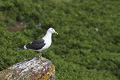 Baltic Gull (Larus fuscus) monitoring its territory from a high point, Atlantic Coast, Europe
