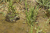 Perez frog (Rana perezi) on the edge of a pond in spring, Spain
