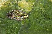 Perez frog (Rana perezi) on the edge of a pond in spring, Spain