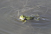 Lowland frog (Pelophylax ridibundus) singing in a swamp, inflated vocal bags, Europe