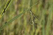 Southern emerald damselfly (Lestes barbarus), Lower Angevin Valley, Pays de la Loire, France