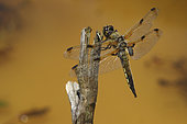 Four-spotted skimmer (Libellula quadrimaculata) on twig, Europe