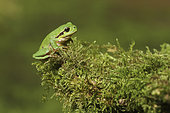 Tree frog (Hyla arborea) on moss, Europe