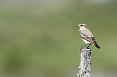 Northern wheatear (Oenanthe oenanthe) female on a stake, Europe