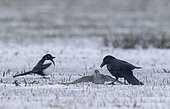 Carrion crow (Corvus corone) killing a knot (Calidris canutus) in the snow