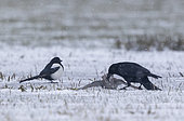 Carrion crow (Corvus corone) killing a knot (Calidris canutus) in the snow, England