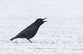 Carrion crow (Corvus corone) perched in the snow and calling, England