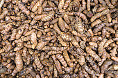 Turmeric (Curcuma longa), Guadeloupe