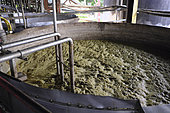 Stage of rum fermentation. Heating the ground cane (vesou) separates the water from the alcohol and the aromatic components, Distillerie Damoiseau, Le Moule, Guadeloupe