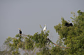 Great egret (Ardea alba) and oriental darter (Anhinga melanogaster), Thailand
