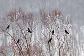 Carrion crown (Corvus corone), group on tree, Japan