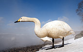 Whooper swan (Cygnus cygnus) and hot spring, Japan