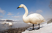 Whooper swan (Cygnus cygnus) and hot spring, Japan