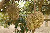 Durian (Durio zibethinus) fruits on branch, Thailand