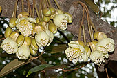Durian (Durio zibethinus) flower on branch, Thailand