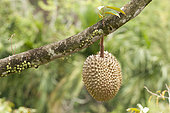 Durian (Durio zibethinus) fruit on branch, Thailand