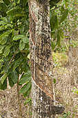 Harvest rubber (Hevea brasiliensis), Thailand