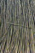 Drying of grey rushes or sedges (Lepirona articulata), Patthalung, Tale Noi, Thailand