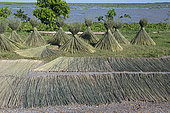 Drying of grey rushes or sedges (Lepirona articulata), Patthalung, Tale Noi, Thailand
