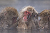 Japanese macaque or snow japanese monkey (Macaca fuscata) resting in hot water, Japan