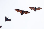 Large flying Fox (Pteropus vampyrus) in flight, Southern Thailand