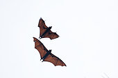 Large flying Fox (Pteropus vampyrus) in flight, Southern Thailand