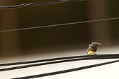 Olive-backed Sunbird (Cinnyris jugularis) on a wire, Thailand