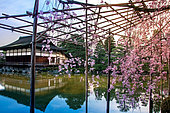 Heian jingu temple under cherry trees Sakura at Kyôto, Japan