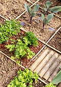 Square vegetable garden in town with parsley, salad and cabbage