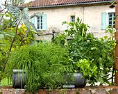Aromatic potted with dill, chives and parsley