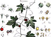 Botanical board drawing of Bryonia