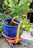 Lemon tree in pot on cart for moving
