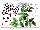 Old Botanical Board of Elderberry (Sambucus)
