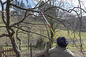 Pruning an apple tree in late winter, Moselle, France