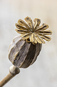 Dried fruit of poppy flower