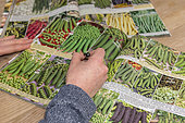 Order vegetable seeds in a catalog