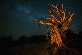 Ancient pine over 3500 years at night, Ancient tree california. USA