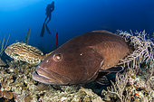 Black Grouper (Mycteroperca bonaci), Jardines de la Reina National Park, Cuba