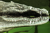Central american alligator (Crocodylus acutus) surface, Jardines de la Reina National Park, Cuba