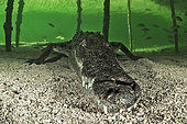 Central american alligator (Crocodylus acutus) under water, Jardines de la Reina National Park, Cuba