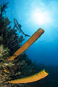 Yellow Tube Sponge (Aplysina fistularis) and Caribbean reef sharks (Carcharhinus perezi), Jardines de la Reina National Park, Cuba